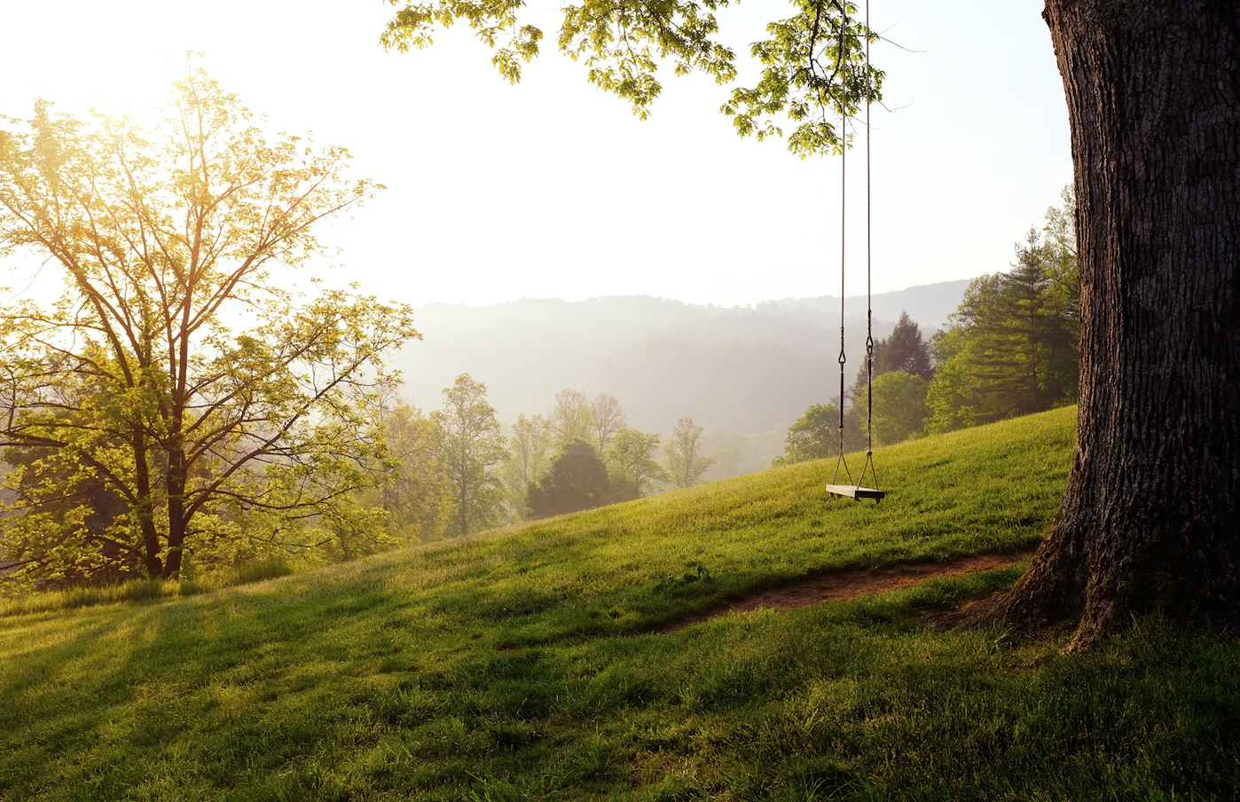 a swing hanging from a large tree in a beautiful landscape